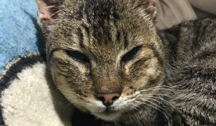 Ajude a pagar a consulta/cirurgia do meu gatinho