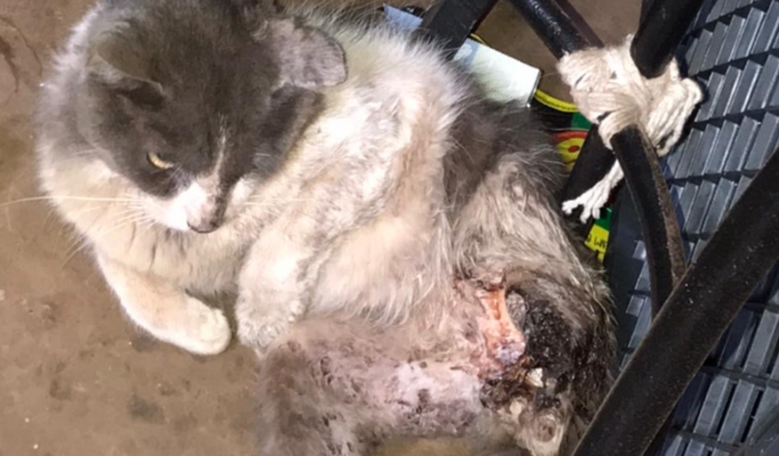 Ajuda a vida do gatinho Guerreiro
