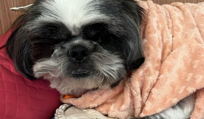 Ajude no tratamento da Polly