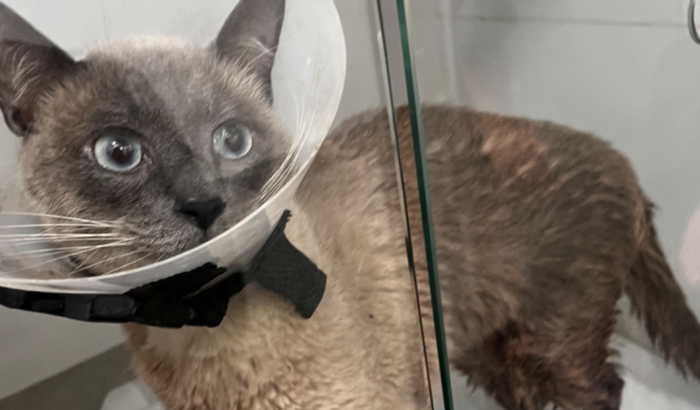 Ajuda para pagar o tratamento do Theo