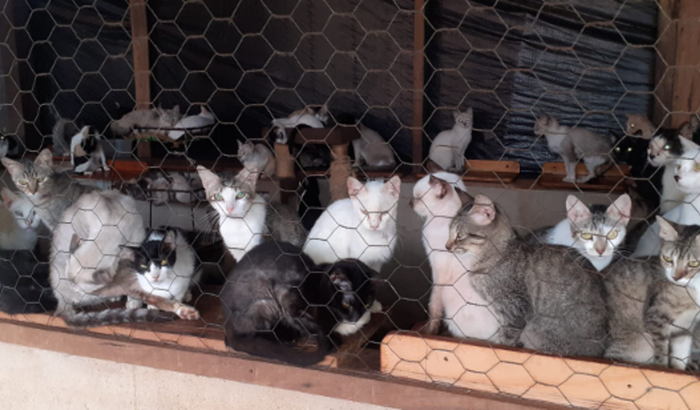 Despesas do Abrigo de Animais Anjos de Lindóia 