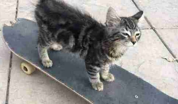 Ajuda para realizar um sonho