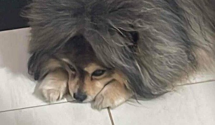 Ajude o Simba com a quimioterapia