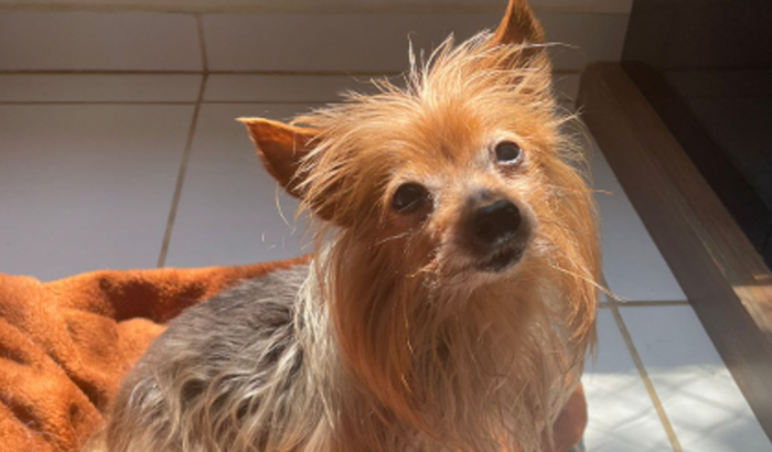 Cirurgia do Petrukio