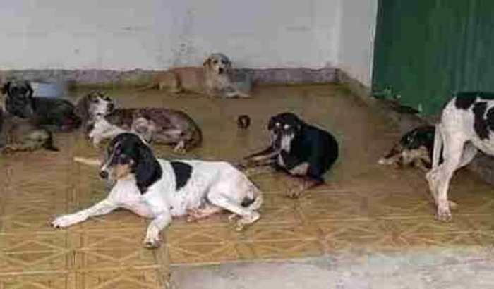 Nos ajude a cuidar dos nossos bichinhos