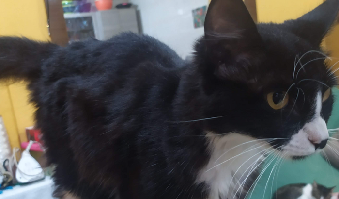 Ajude a gata rabo de espanador