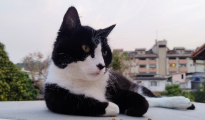 Ajude o Frajolinha contra a Felv
