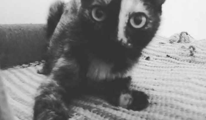 Ajude a salvar a Formiga!