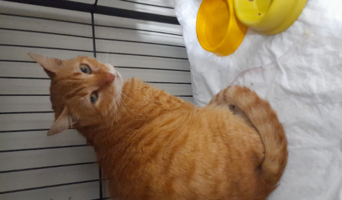 Tratamento de Rinotraqueíte do Gato 🐱