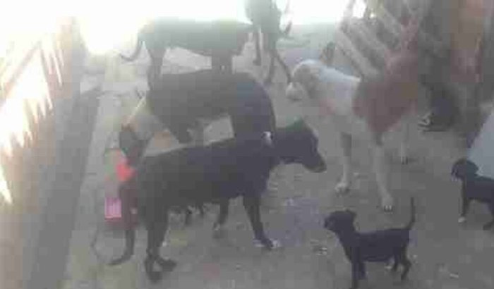 Ajuda para compra nosso terreno para o abrigo dos animais