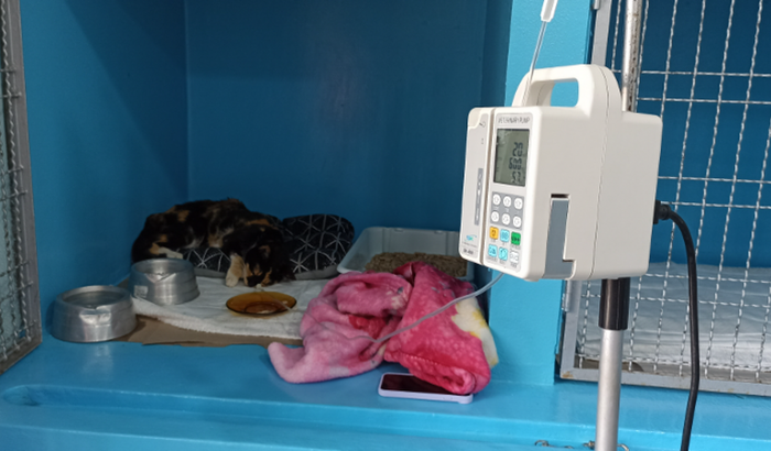 Despertar da Aurora 🥹