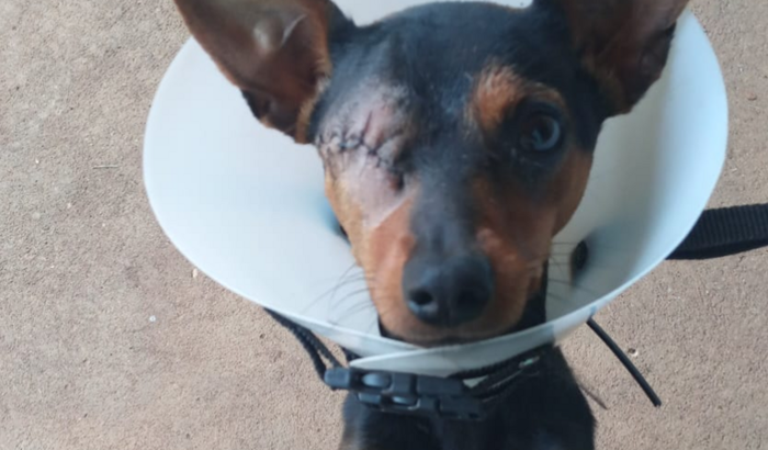 Ajude um Cãozinho