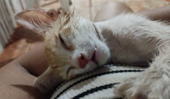 Despesas médicas do Merlin