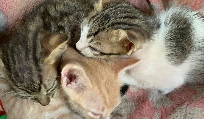 Gatinhos da sorte 🐈🐈🐈🐈⬛🐈⬛🐈⬛