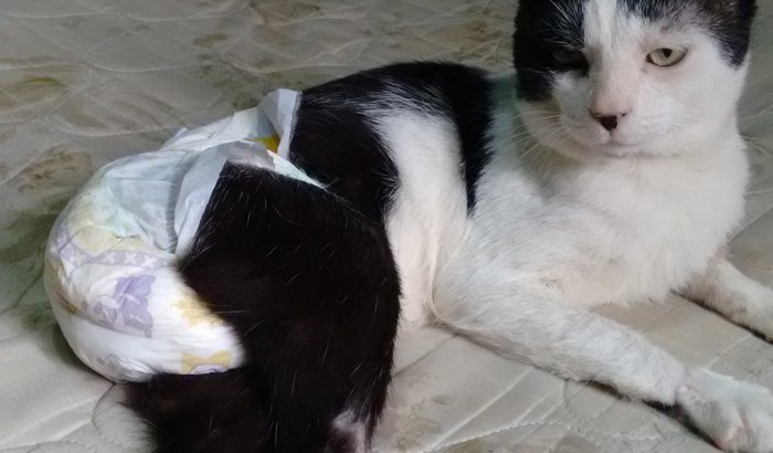 Meu gatinho Glaidy