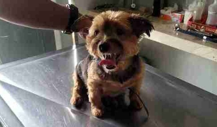 CIRURGIA DO TED-AJUDE