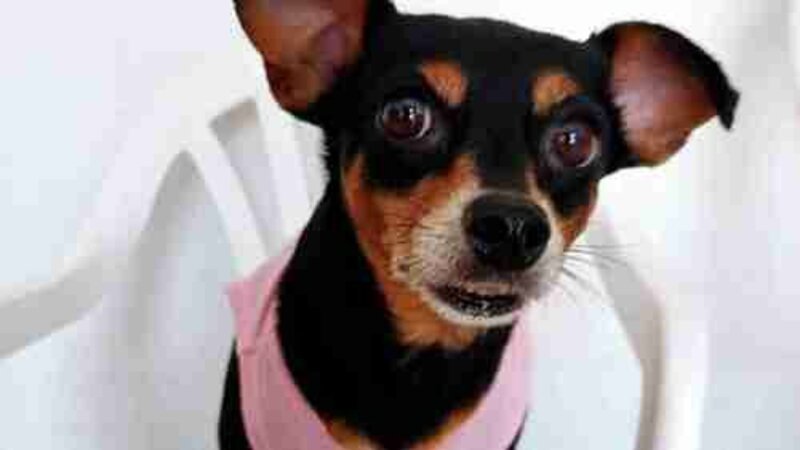 Ajuda pra cirurgia da Nina