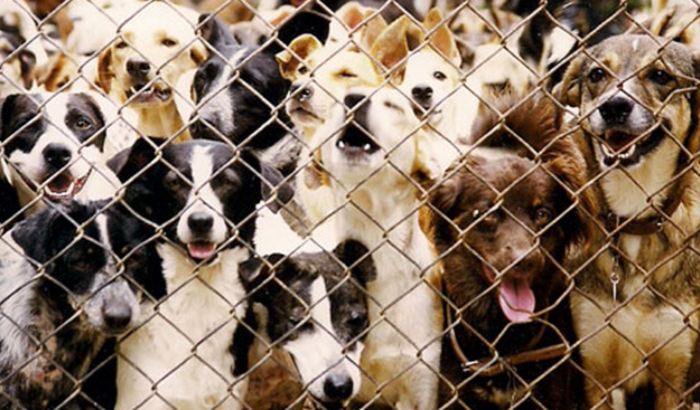 Arrecadação de Ração | Campanha do Bem