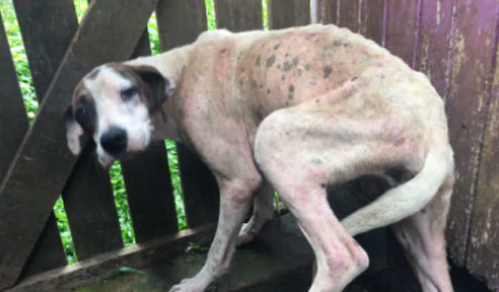 Ajuda para Chácara dos Anjos animais resgatados de maus tratos e abandonos