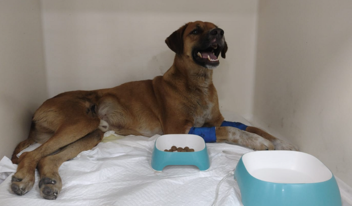 Ajuda cachorro caramelo