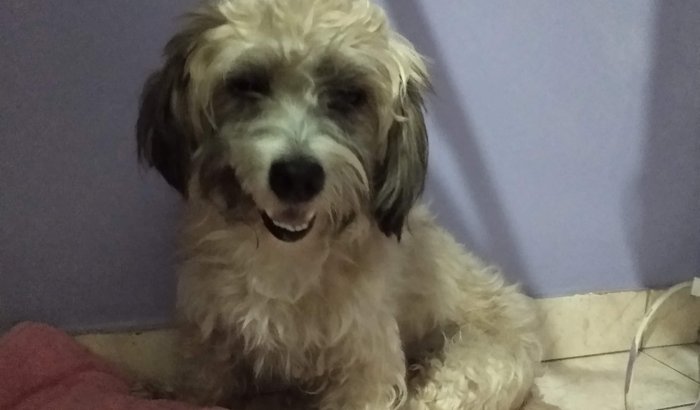 Ajude o Totó