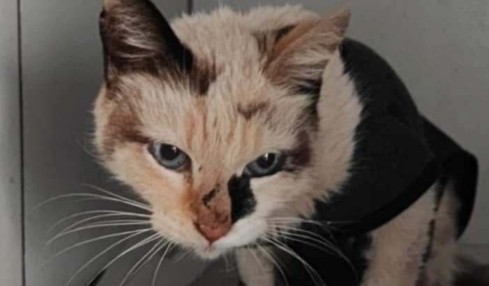 Cirurgia da Minnie💕