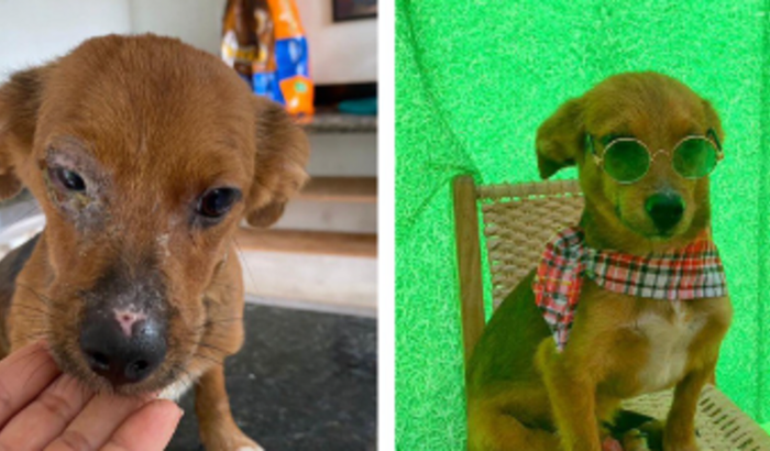 Ajude o Kiko contra a leishmaniose