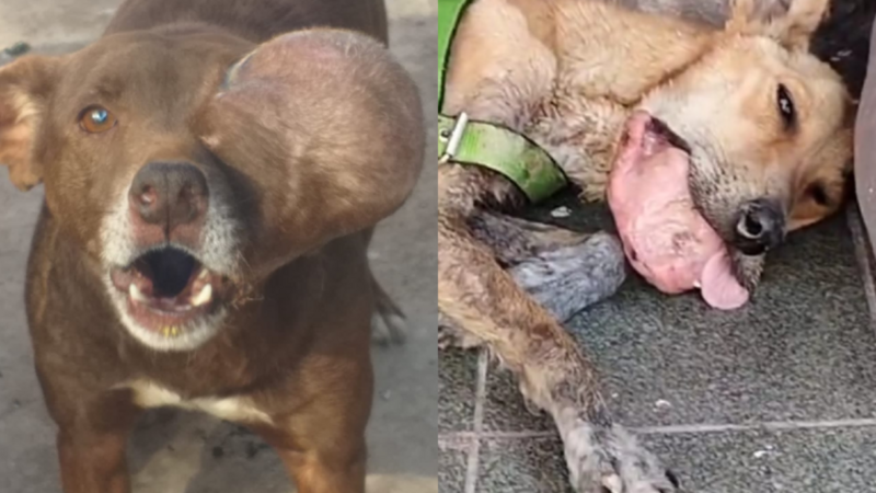 imagem da vaquinha VIAGEM DE 2 CÃES COM CÂNCER MATO GROSSO - SÃO PAULO