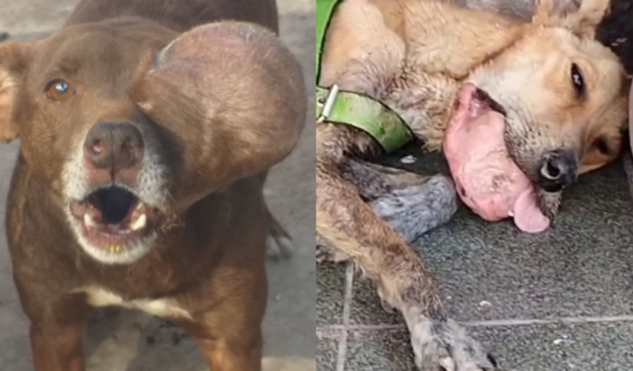 VIAGEM DE 2 CÃES COM CÂNCER MATO GROSSO - SÃO PAULO
