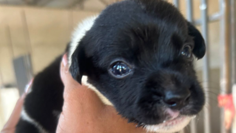 imagem da vaquinha Em prol do Abrigo de animais em Querência