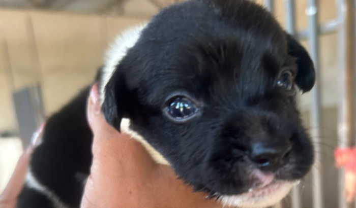 Em prol do Abrigo de animais em Querência