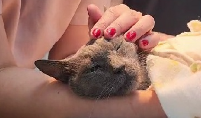 AJUDA PARA COMPRA DO MEDICAMENTO SOLENSIA PARA O GATINHO THOR