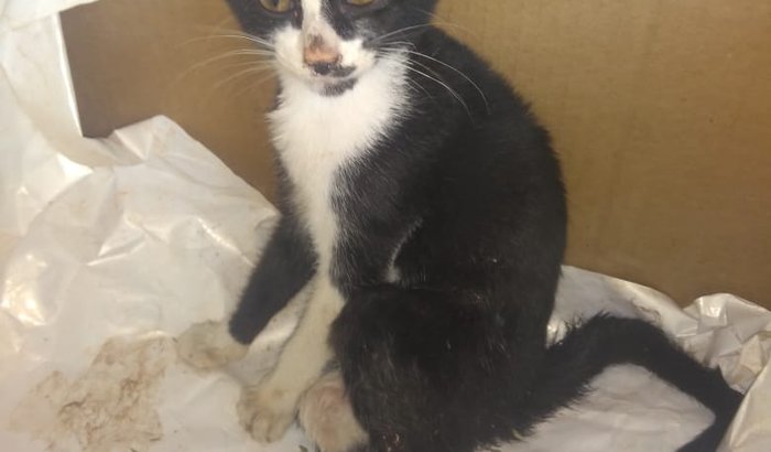 Ajude o gatinho que foi agredido a conseguir cirurgia