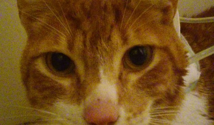 Help the cat Berluh! - Ajudem o gato Berluh!