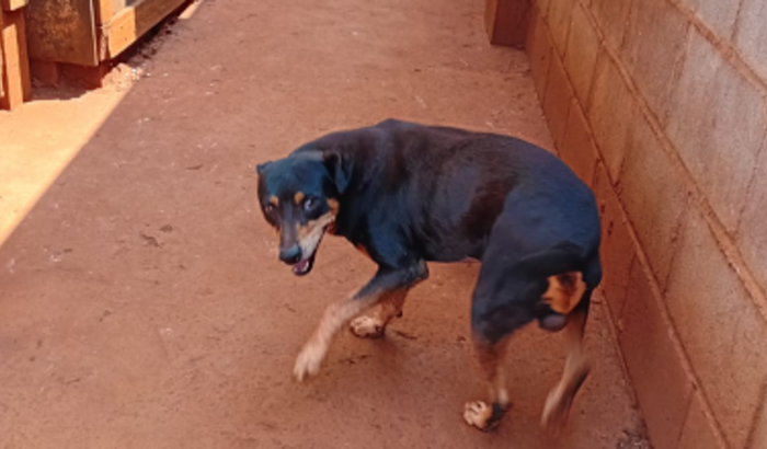 Ajuda na cirurgia do Pretinho