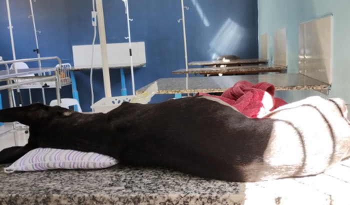 Ajuda para minha cachorrinha