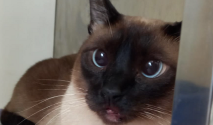 CIRURGIA DO KIRA NA MANDIBULA