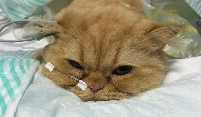 Custos médicos Dexter