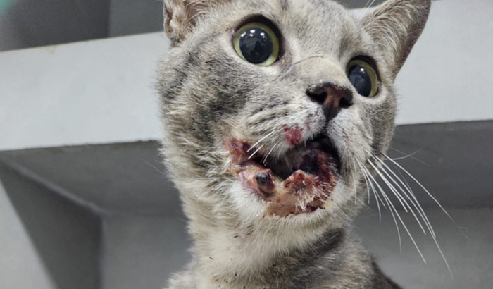 GATO ESPANCADO E ABANDONADO