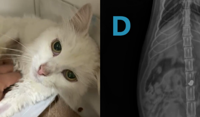 Ajude na cirurgia da Abacaxi