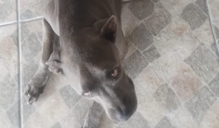 Maya -  Piometria - Infecção Uterina