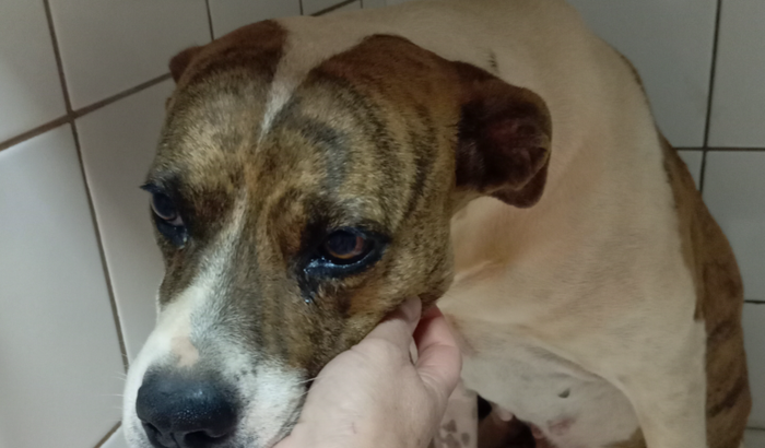 Ração e medicamentos para animais de rua