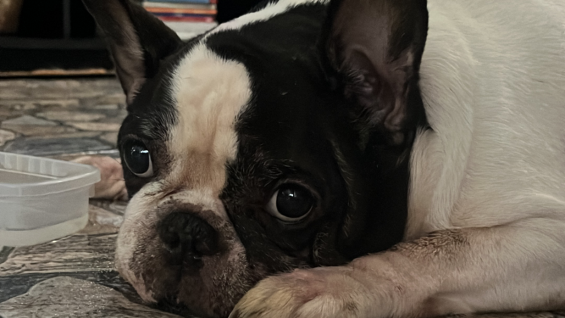 Ajude Nina a voltar andar