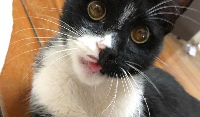 Cirurgia Mandíbula Quebrada do Draco