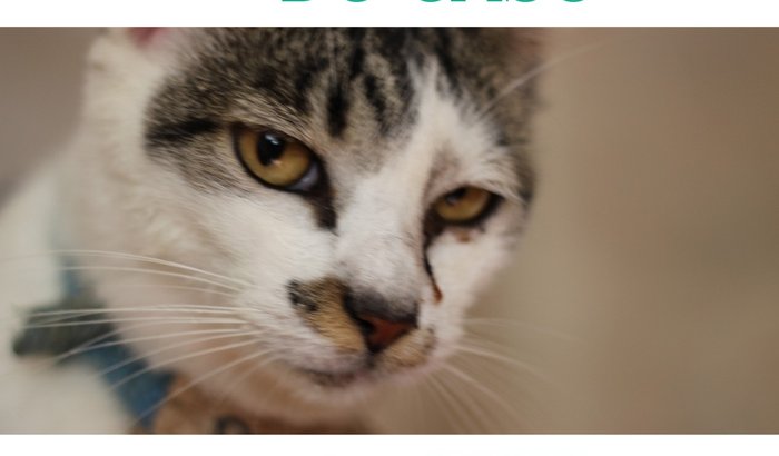 Tratamento do Paçoca