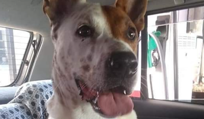 Nos ajude a quitar a divida com a clínica veterinária.