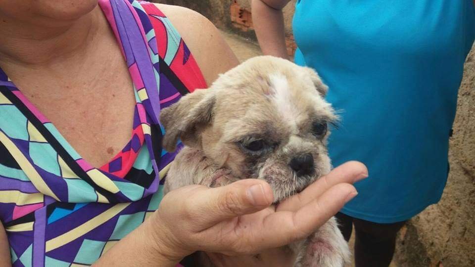 imagem da vaquinha Ajude o nosso abrigo de animais 