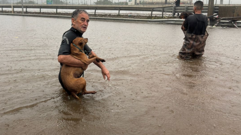 imagem da vaquinha Ajude o abrigo de Cachoeirinha/RS de animais resgatados na enchente do RS