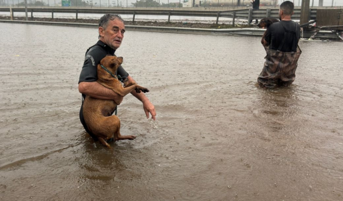Ajude o abrigo de Cachoeirinha/RS de animais resgatados na enchente do RS