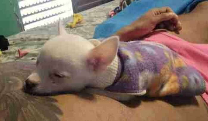 Cão de apoio emocional